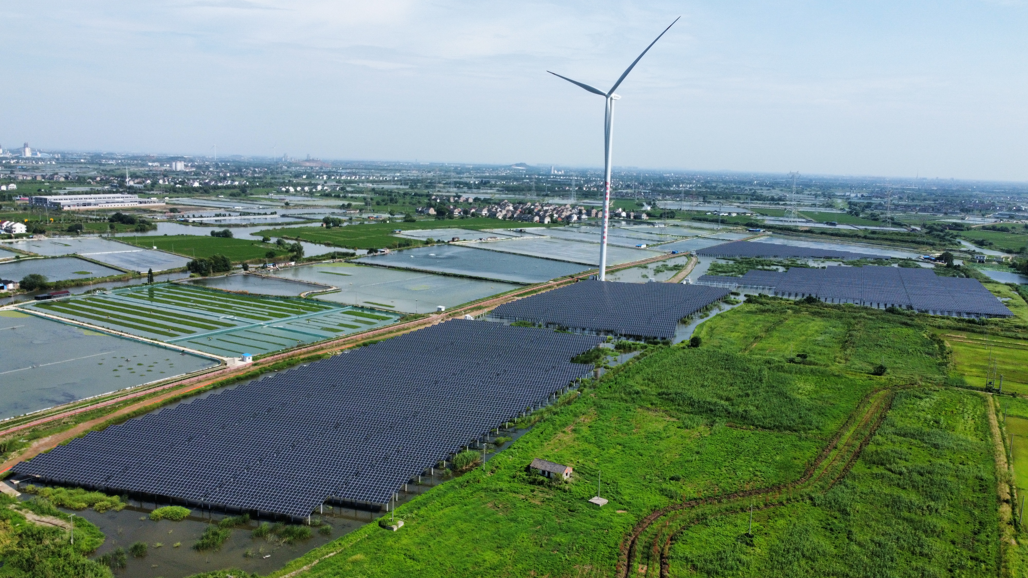 金紫01.jpg 金紫01.jpg