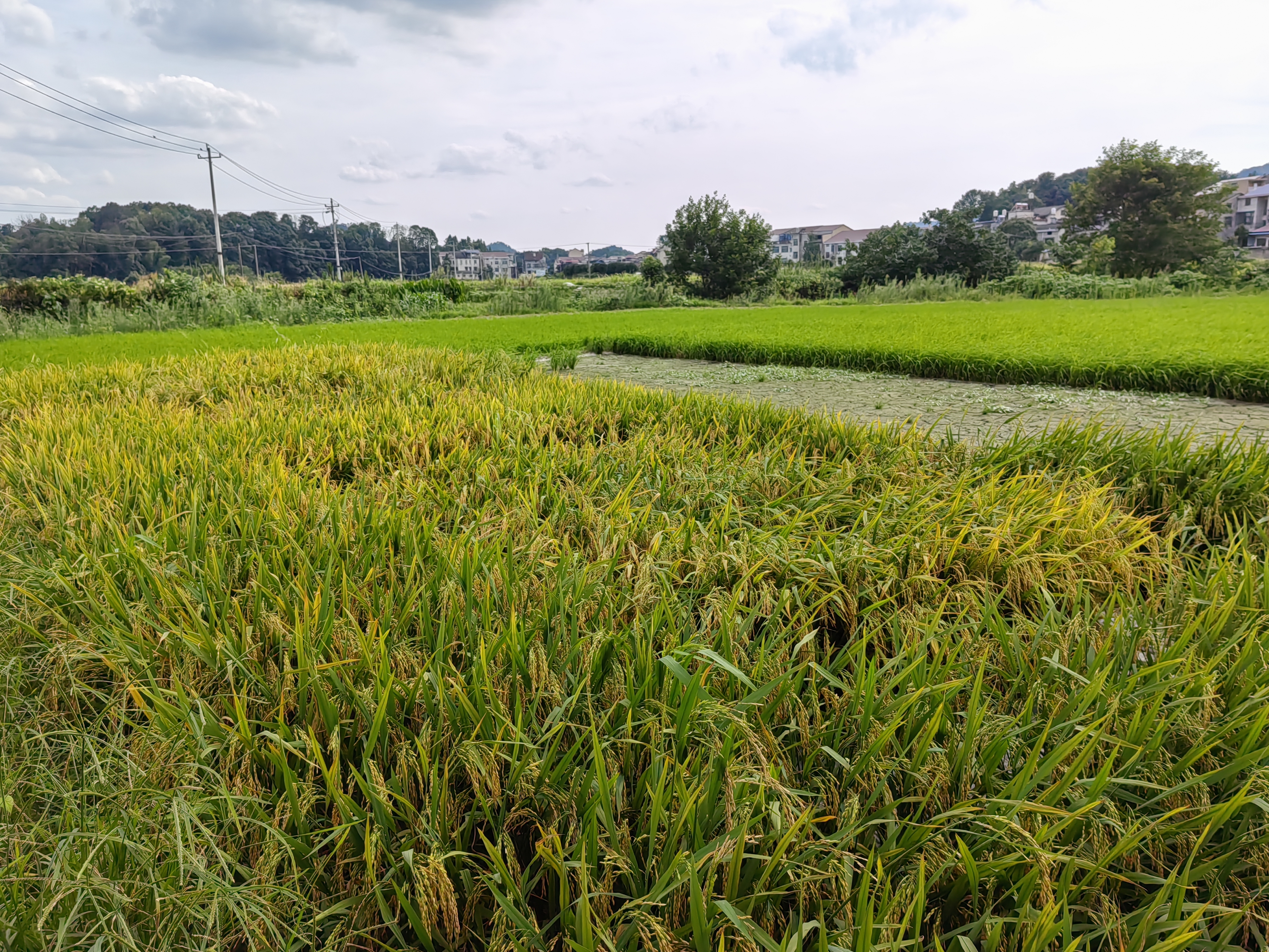 项目案例：中国科学院湖南省长沙市重金属镉（Cd）污染治理试验田.jpg
