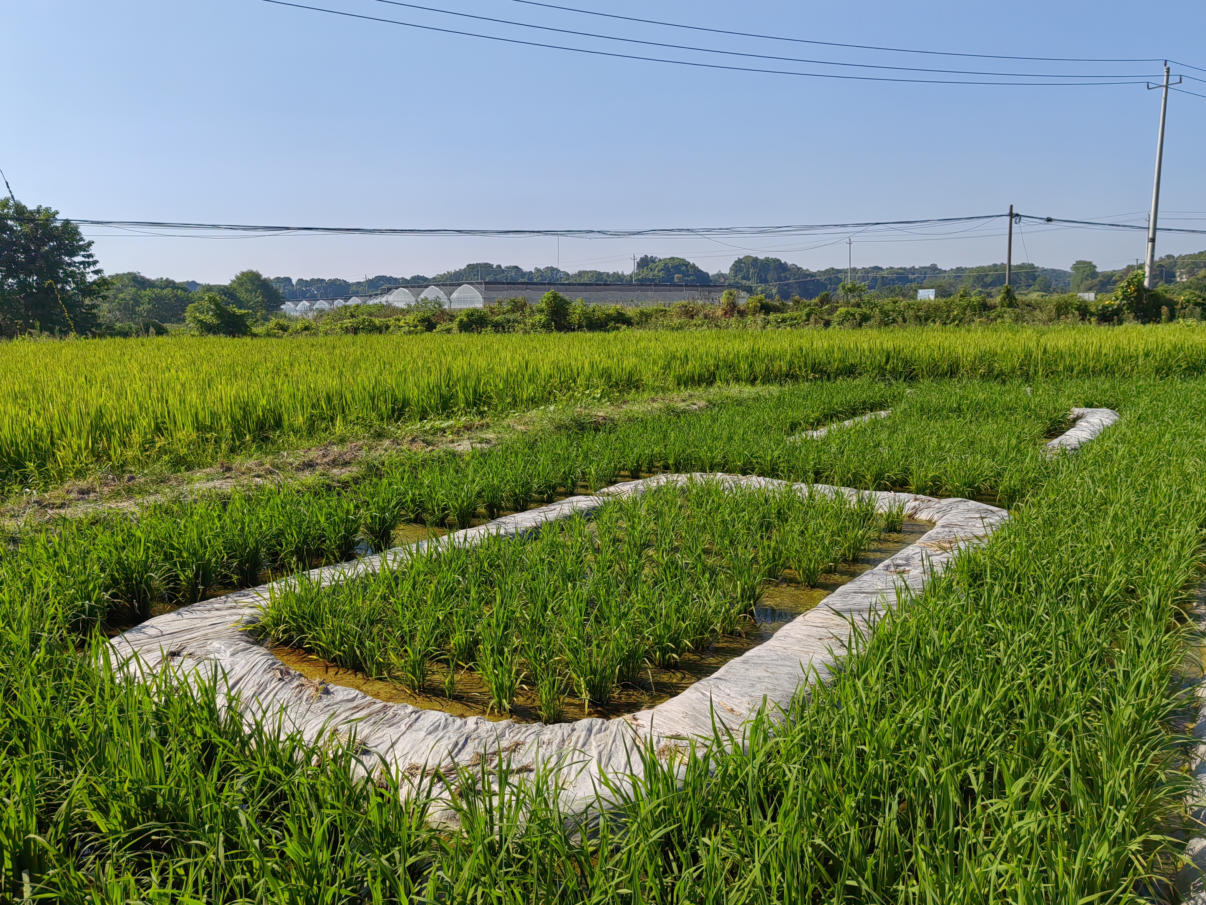 长沙重金属镉污染治理试验田4.jpg